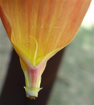  Ray Floret (Basal part)